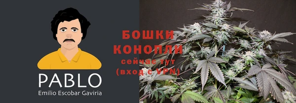 сатива Аркадак